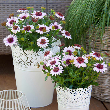 Osteospermum Plant '3D Berry White'