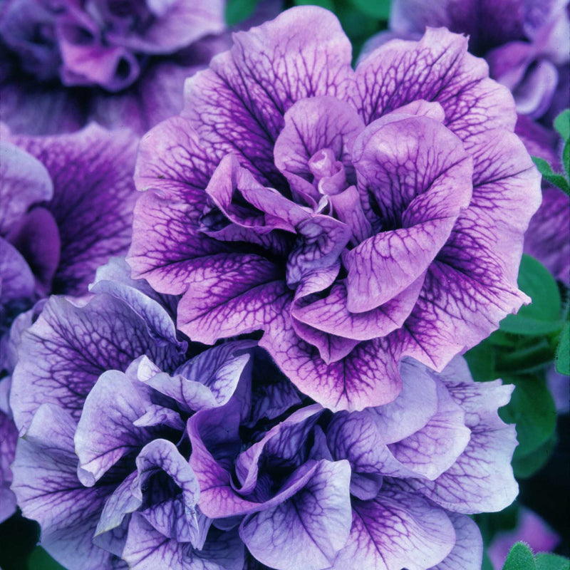 Petunia Plant Supertunia 'Tumberlina Priscella'