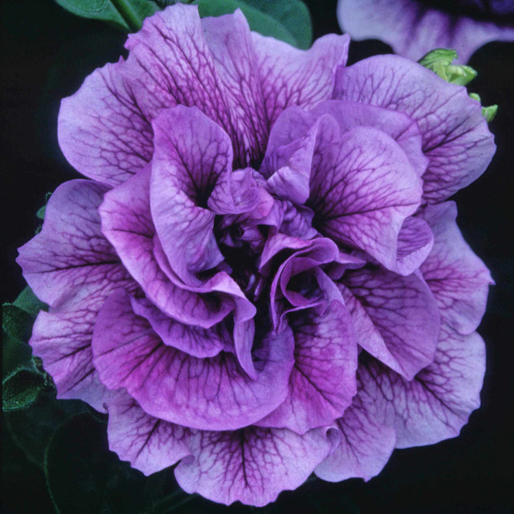 Petunia Plant Supertunia 'Tumberlina Priscella'