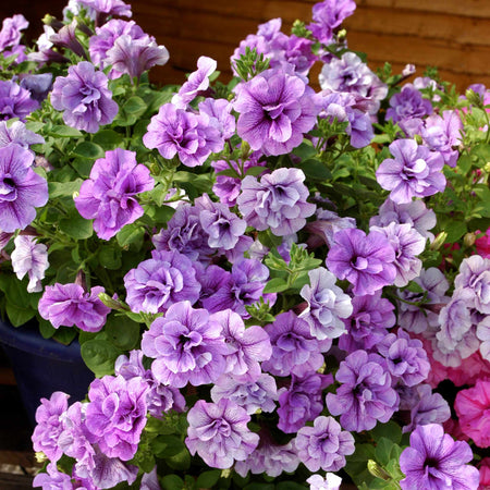 Petunia Plant Supertunia 'Tumberlina Priscella'