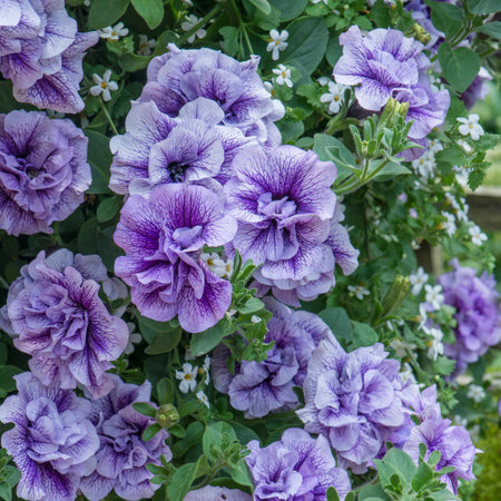 Petunia Plant Supertunia 'Tumberlina Priscella'