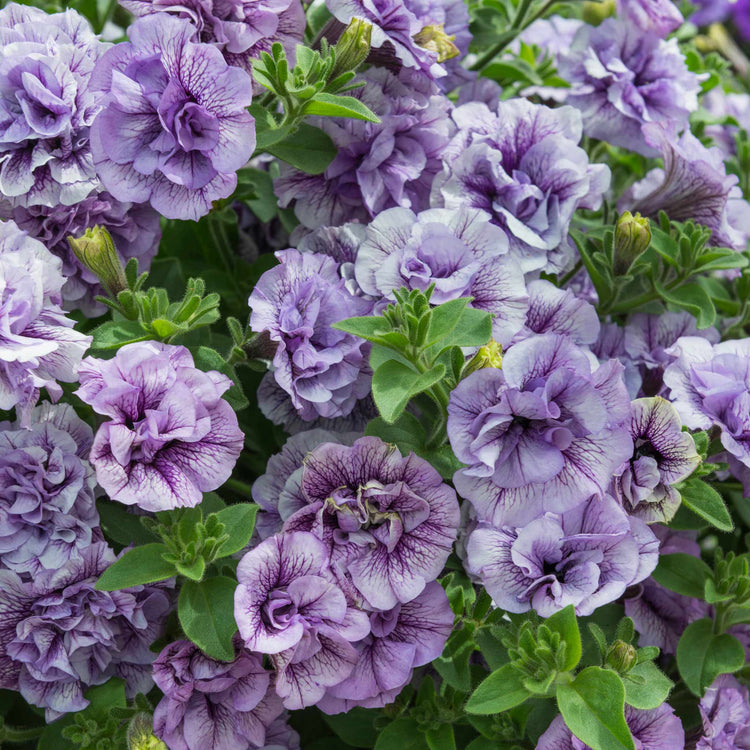 Petunia Plant Supertunia 'Tumberlina Priscella'