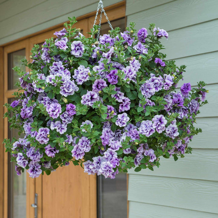 Petunia Plant Supertunia 'Tumberlina Priscella'