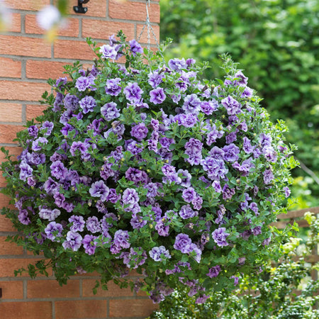 Petunia Plant Supertunia 'Tumberlina Priscella'