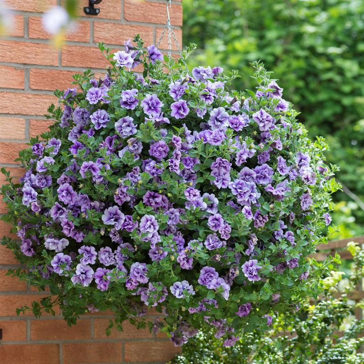 Petunia Plant Supertunia 'Tumberlina Priscella'