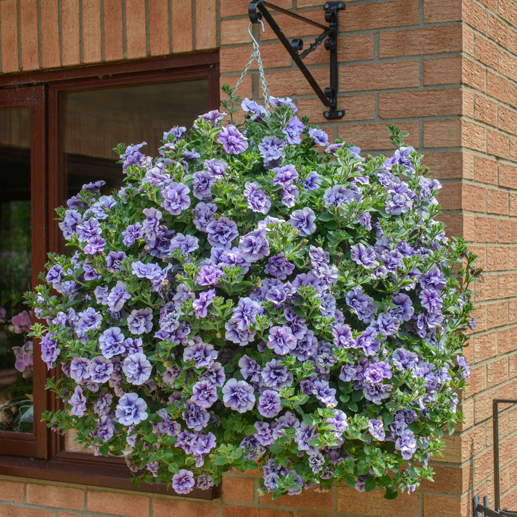 Petunia Plant Supertunia 'Tumberlina Priscella'