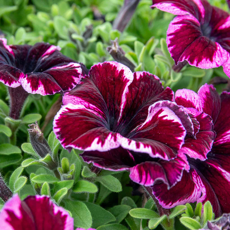 Petunia Plant 'Go Tuna Cosmic Pink'