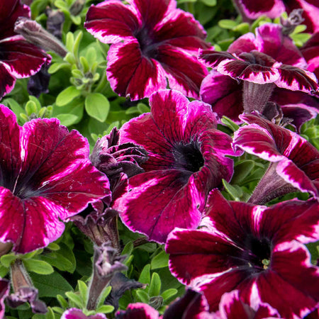 Petunia Plant 'Go Tuna Cosmic Pink'