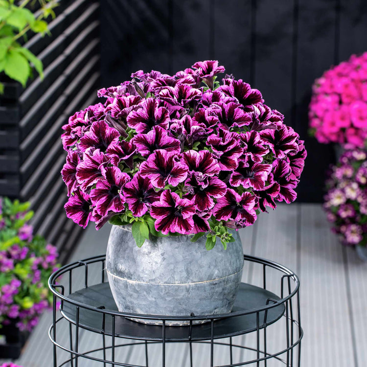 Petunia Plant 'Go Tuna Cosmic Pink'