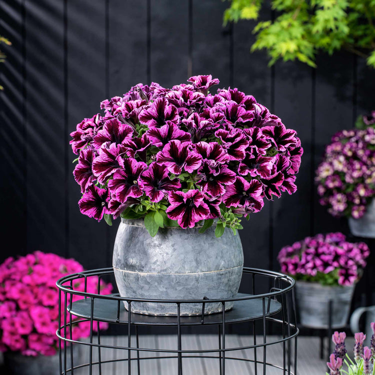 Petunia Plant 'Go Tuna Cosmic Pink'