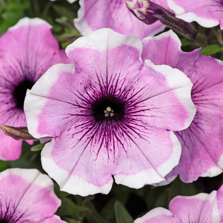 Petunia Plant 'Lavender Blush'