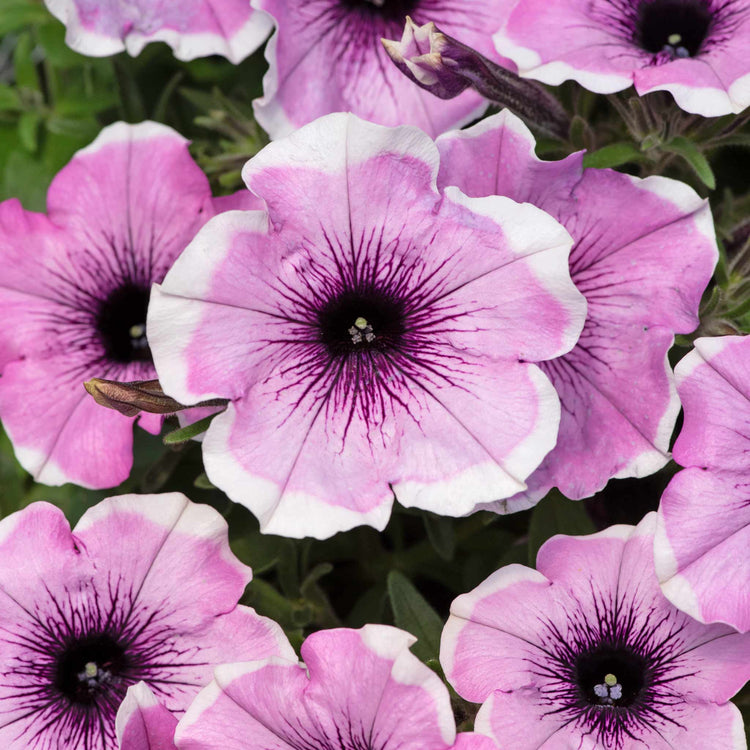 Petunia Plant 'Lavender Blush'