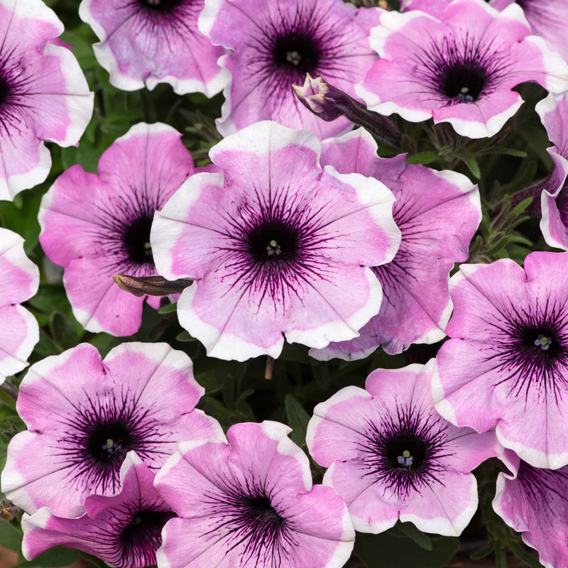 Petunia Plant 'Lavender Blush'