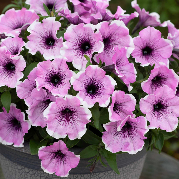 Petunia Plant 'Lavender Blush'