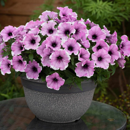 Petunia Plant 'Lavender Blush'