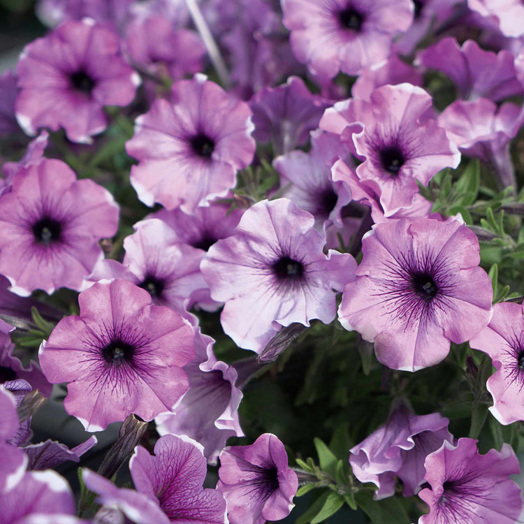 Petunia Plant 'Lavender Blush'