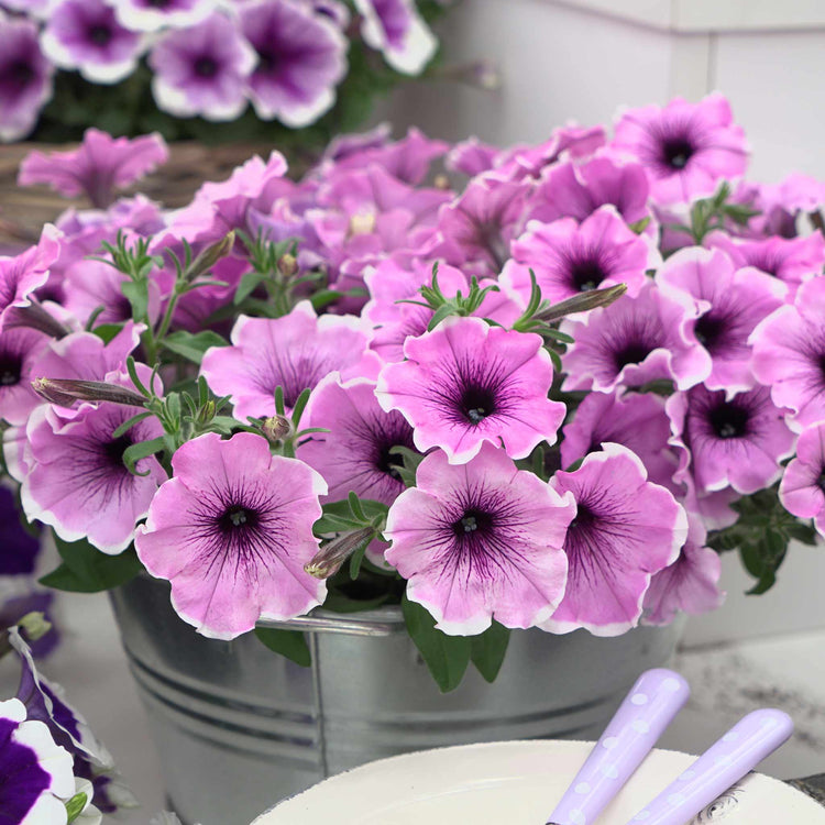 Petunia Plant 'Lavender Blush'