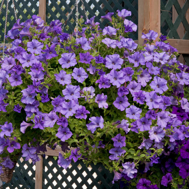 Petunia Plant 'Surfinia Heavenly Blue'