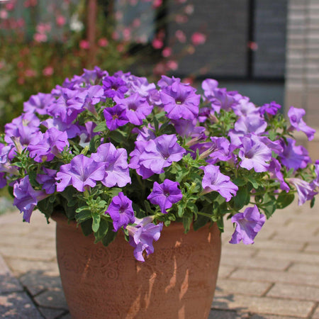 Petunia Plant 'Surfinia Heavenly Blue'