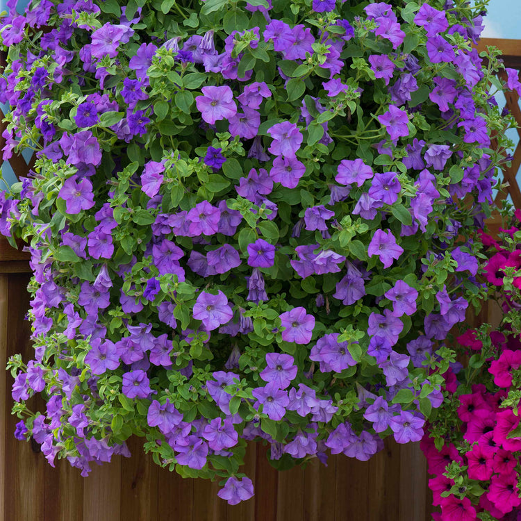 Petunia Plant 'Surfinia Heavenly Blue'