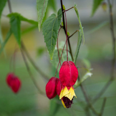 Trailing Abutilon Plant 'Rhubarb and Custard'