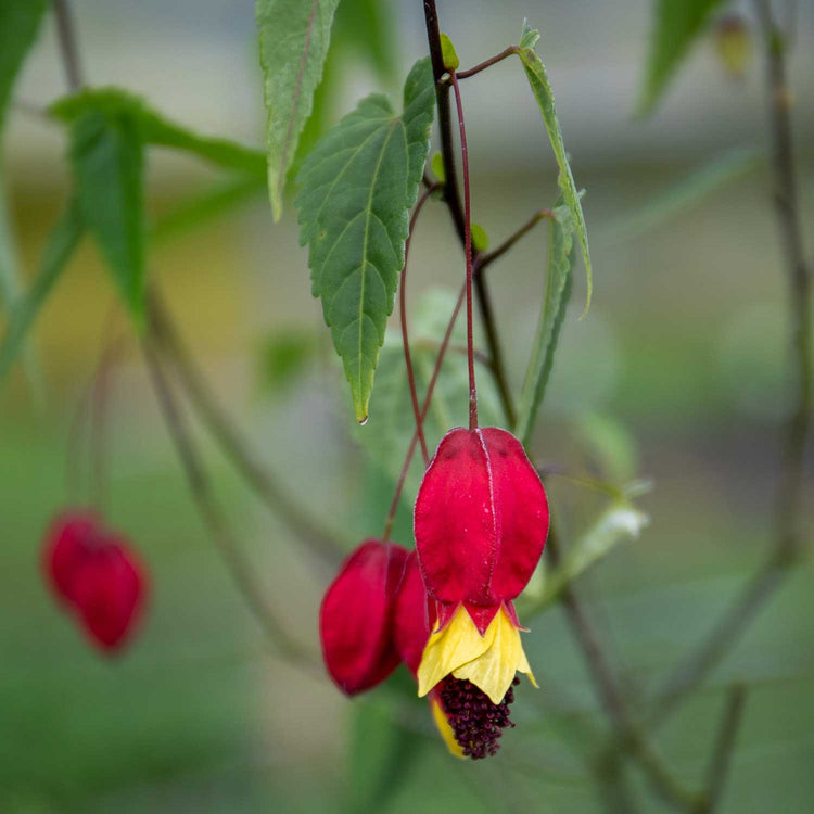 Trailing Abutilon Plant 'Rhubarb and Custard'