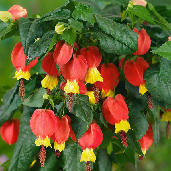 Trailing Abutilon Plant 'Rhubarb and Custard'
