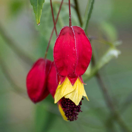 Trailing Abutilon Plant 'Rhubarb and Custard'