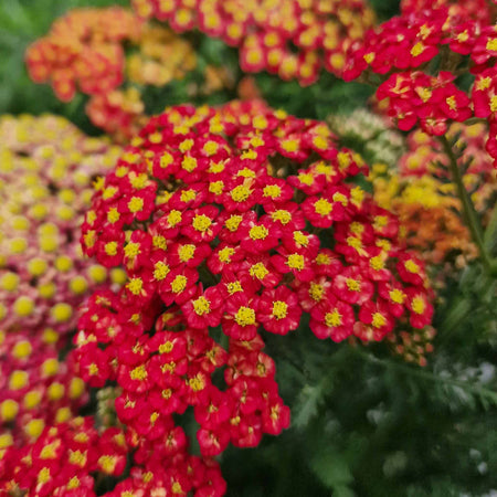 Yarrow Plant 'Colour Burst Red'