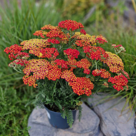 Yarrow Plant 'Colour Burst Red'