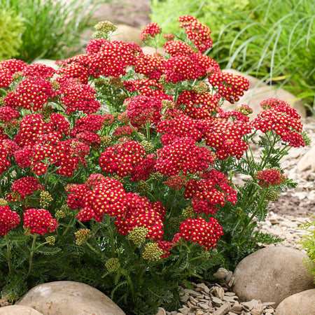 Yarrow Plant 'Colour Burst Red'