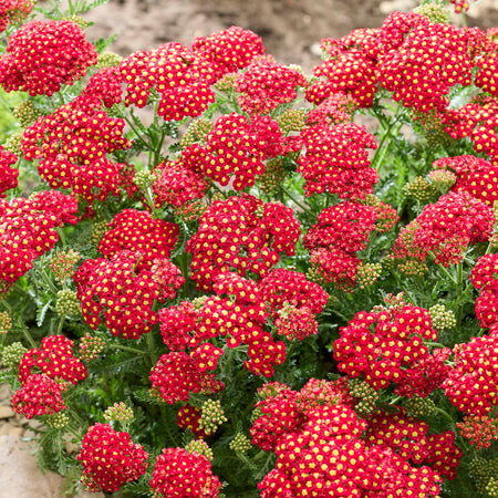 Yarrow Plant 'Colour Burst Red'