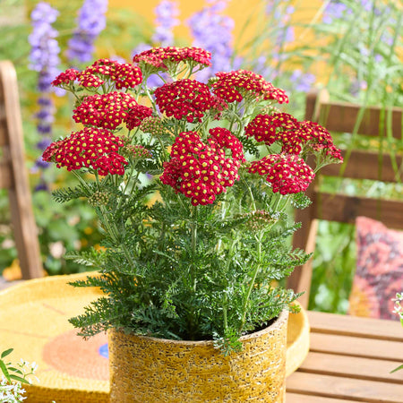 Yarrow Plant 'Colour Burst Red'