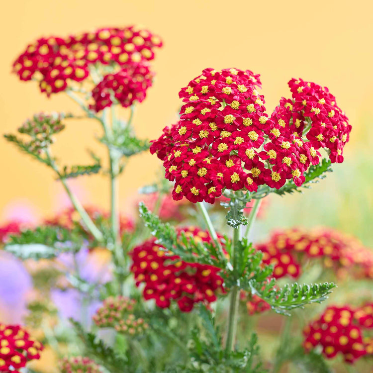 Yarrow Plant 'Colour Burst Red'