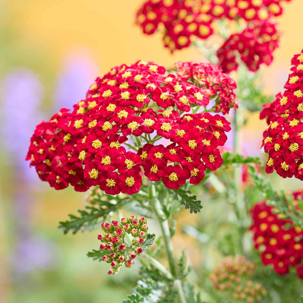 Yarrow Plant 'Colour Burst Red'