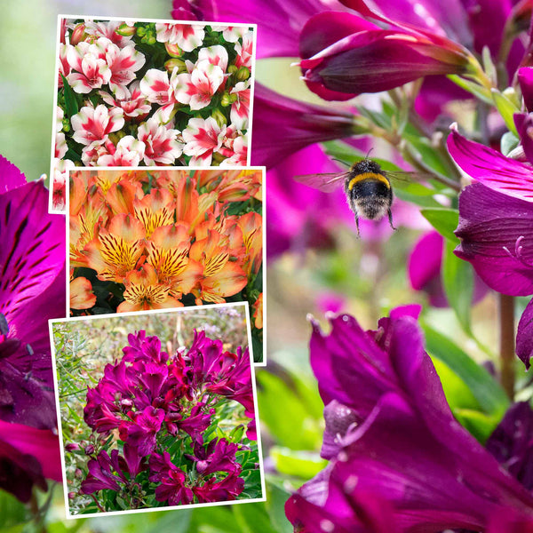 Alstroemeria Inticancha Plant Collection