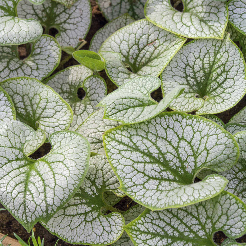 Siberian Bugloss Plant 'Sea Heart'