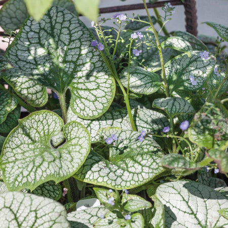 Siberian Bugloss Plant 'Sea Heart'