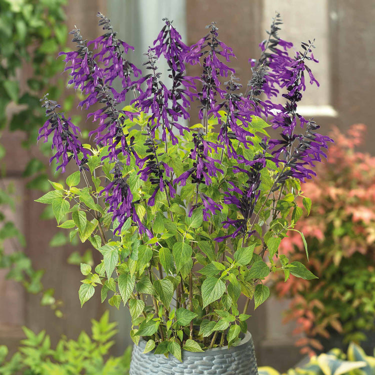 Salvia Plant 'Amistad'