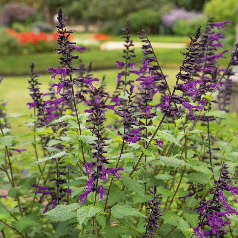 Salvia Plant 'Amistad'