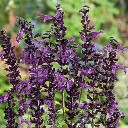 Salvia Plant 'Amistad'