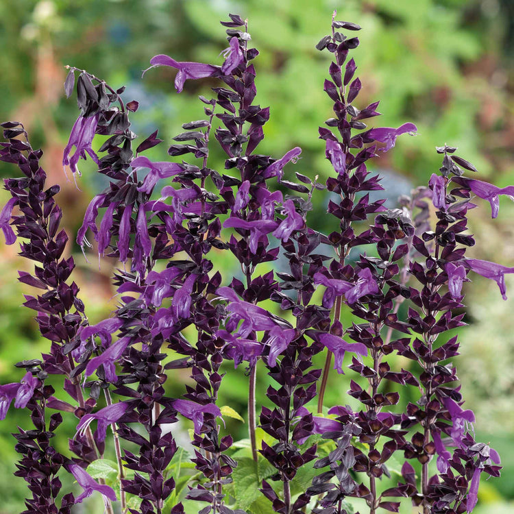 Salvia Plant 'Amistad'