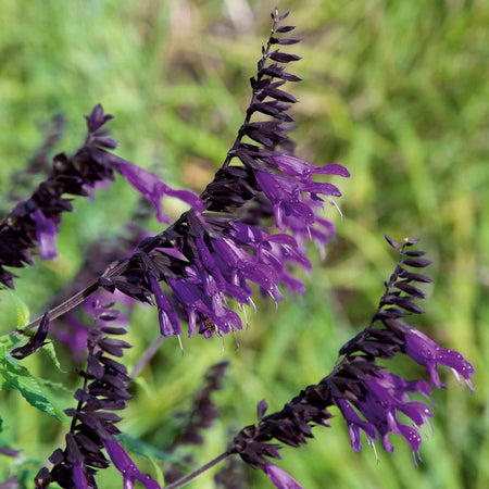 Salvia Plant 'Amistad'