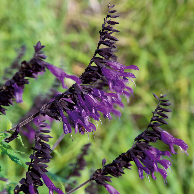 Salvia Plant 'Amistad'