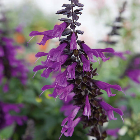 Salvia Plant 'Amistad'