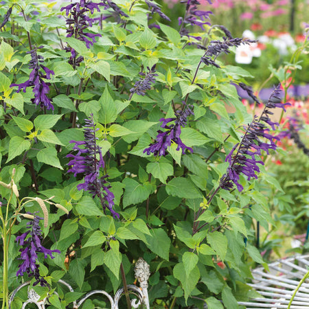 Salvia Plant 'Amistad'