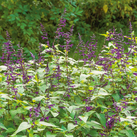 Salvia Plant 'Amistad'