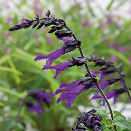Salvia Plant 'Amistad'