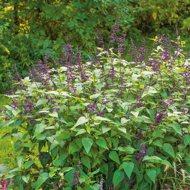 Salvia Plant 'Amistad'