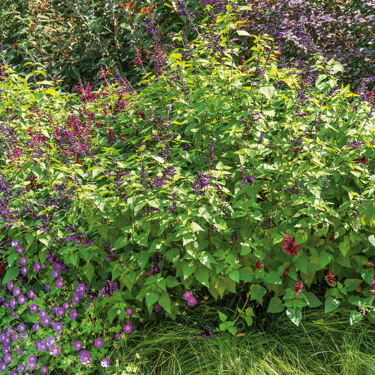 Salvia Plant 'Amistad'